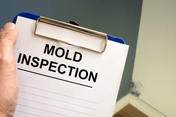 Mold Removal